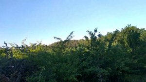 Как сделать Антенну для КВ-радиоприёмника своими руками в домашних условиях