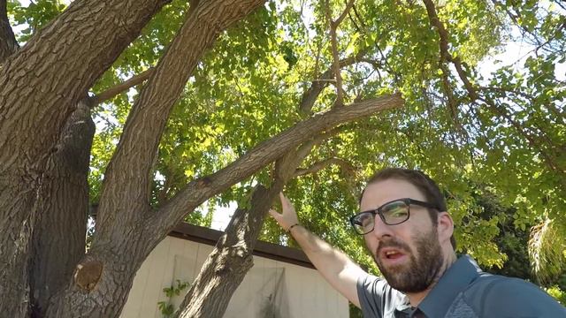 Planting a Michelia Alba Tree in the Phoenix desert! смотреть онлайн