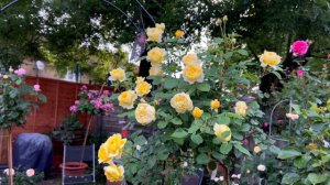 Розы в саду 2023. Обзор розы Poet’s wife (David Austin). Лучшая роза 2023. Красивая роза в саду.