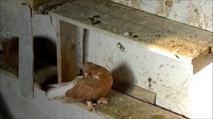 Мелитопольские голуби!