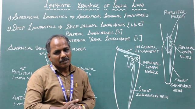 Lymphatic Drainage of Lower Limb смотреть онлайн