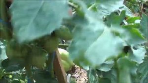 Томат Сорт  Итальянский жеребец