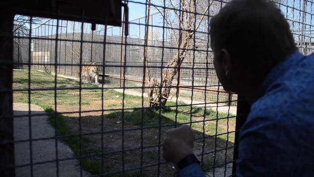 Это НЕ ВОЗМОЖНО сделать нигде больше ,мы заходим к тигрице и малышу Алтаю ! смотреть онлайн