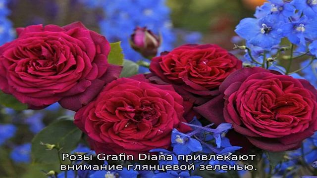 Розы шрабы: что это такое смотреть онлайн