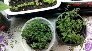 Тимьян (чабрец). Посев, агротехника, применение