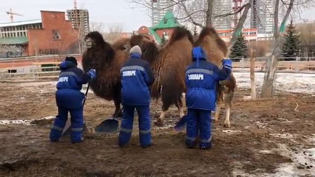 В Зоопарке тает лёд смотреть онлайн