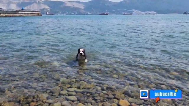 АМСТАФФ САМАЯ УМНАЯ ПОРОДА. Что делает Тайсон на море? American Stafford Dog Swimming, Amstaff Tyso