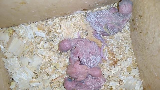 Птенцы волнистого попугайчика от пары голубого опалина и тёмно зелёного спэнгла смотреть онлайн