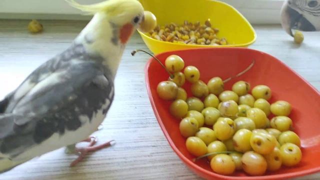 Ара и Корелла кушают черешни вместе!Гучи и Емма кушают черешни вместе ! Ара и Корелла смотреть онлайн