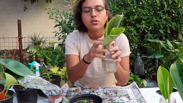 Reproducir Planta de Caucho: PARTE 3! Pequeña Sorpresa...! смотреть онлайн