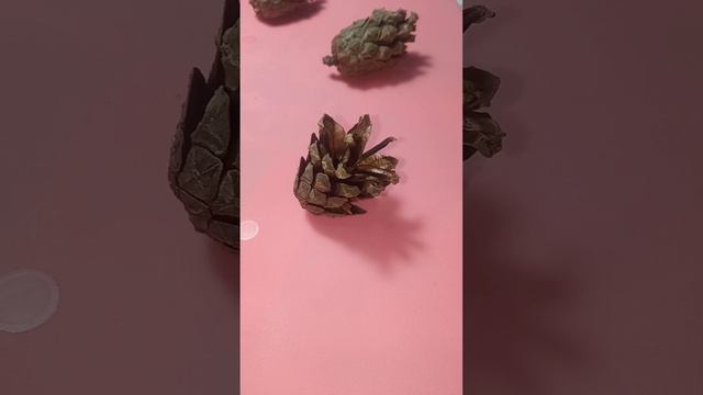 Семена из шишек Сосны смотреть онлайн