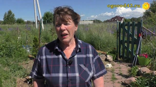Подсказка: выращиваю рассадой свеклу и морковь. Как спасти капусту от земляной блошки смотреть онлайн