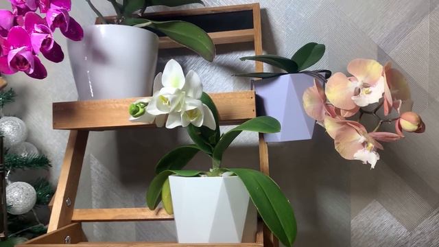 Цветение моих орхидей 🎄 новогодний выпуск 28.12.2023 смотреть онлайн