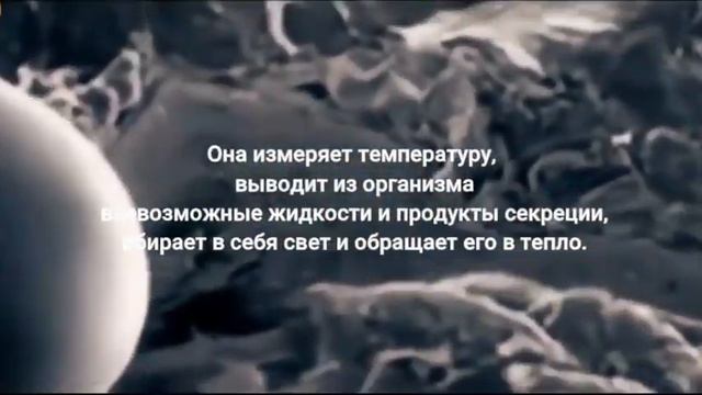 Йаэль Адлер «Что скрывает кожа» смотреть онлайн