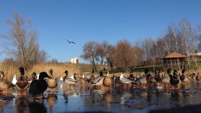 Не поделили: птицы дерутся за хлеб