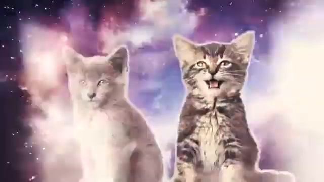Котики смотреть онлайн