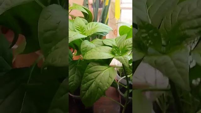 фитолампа в действии!!!! смотреть онлайн