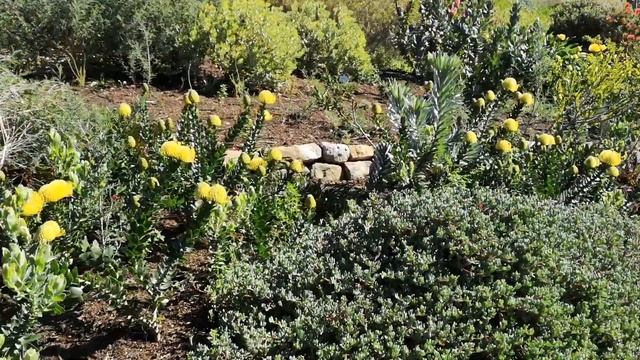 Kirstenbosch Botanical Garden Walkabout, Western Cape смотреть онлайн