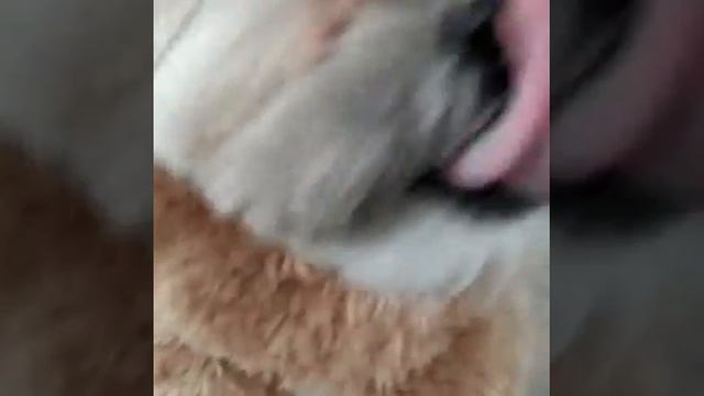 Собака как медведь теди смотреть онлайн