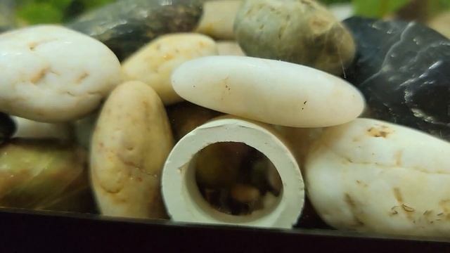 Hillstream loach Севелия Линеолата Сом Бабочка интересная рыбка Псевдоскат Беременная синяя креветк смотреть онлайн