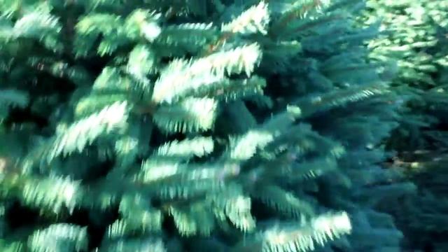 16 405 Ель стриженая срезанная 1.50 – 1.75 м. смотреть онлайн