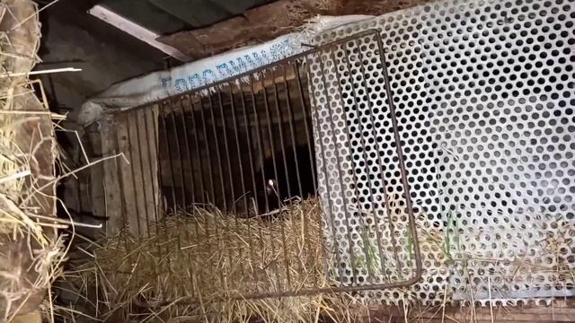 Vlog скоро каникулы!!! Новая порода Шиншилла смотреть онлайн