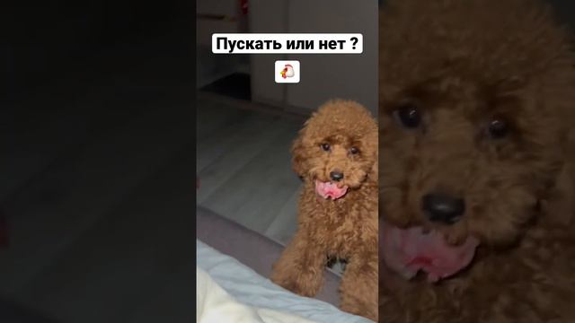 #тойпудель #мальтипу #пудель #собаки #рекомендации #топ смотреть онлайн