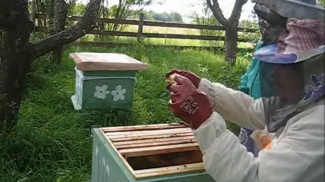 Пчеловодство с нуля - Пчелопакет - Не сеющая матка смотреть онлайн