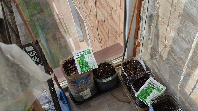 Какие огурцы садить на балконе Обзор смотреть онлайн