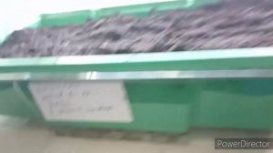 Семена базилика фиолетового.Как я посеял реган.