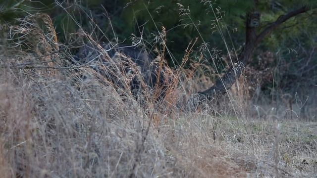 Hog Hunt With Extreme Arrow FX Airgun смотреть онлайн