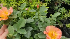 Роза Morden Sunrise.