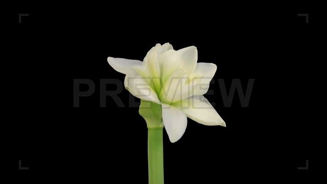 Time-Lapse of Opening White Amaryllis Stock Video смотреть онлайн