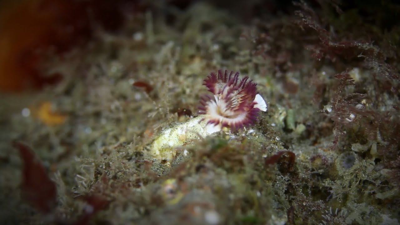 6. Черви. Часть 1 смотреть онлайн