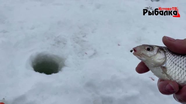 КАК МЫ КРУПНУЮ ПЛОТВУ ЛОВИЛИ.Рыбалка под самым берегом р.Волга. смотреть онлайн