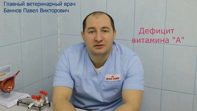 Мочекаменная болезнь кошек и собак смотреть онлайн