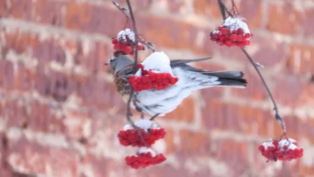 № 1893 24 12 2021 Дрозды рябинники смотреть онлайн