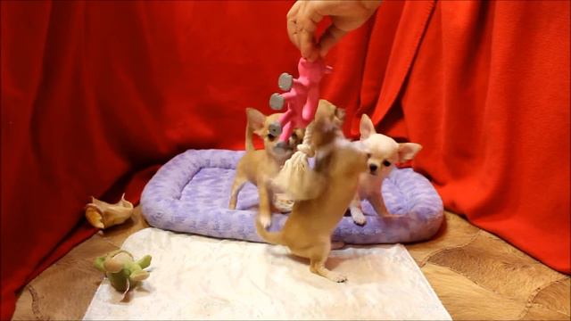 щенки kid chihuahua смотреть онлайн