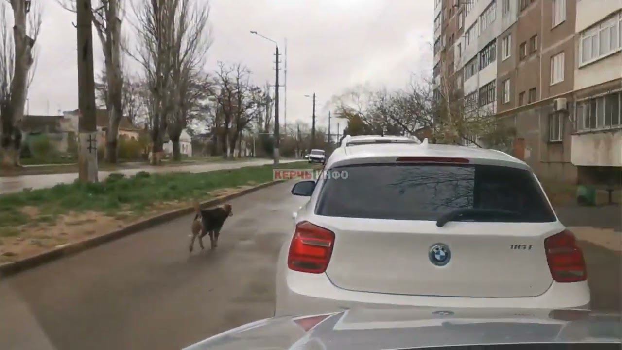 В Керчи начались собачьи свадьбы смотреть онлайн