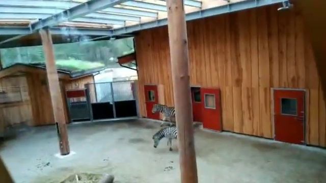 Поездка в Ригу/ Поход в самый большой зоопарк смотреть онлайн