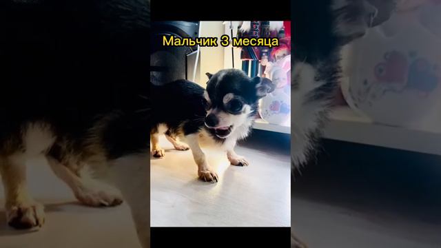 щенки чихуахуа мальчики Москва смотреть онлайн