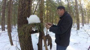 капканный промысел.охота на куницу капканами.закрытие сезона.