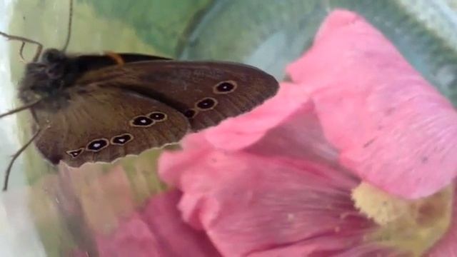 Бабочка глазок цветочный Кира Лагуткина смотреть онлайн