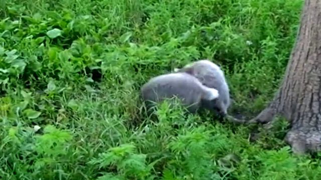 Приморский Сафари-парк смотреть онлайн