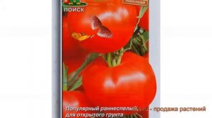 Томат обыкновенный Москвич (moskvich) ? томат Москвич обзор: как сажать семена томата Москвич
