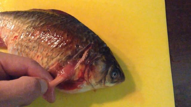 ? как почистить карася, удалить желчный пузырь смотреть онлайн