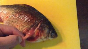 ? как почистить карася, удалить желчный пузырь