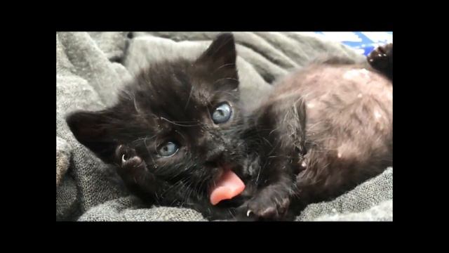 Cats Cause Blindness, Have STDs? I Was Blind, Did You Know? смотреть онлайн