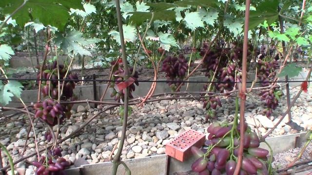 Виноградник Ильи Королева в начале сентября 2019 года смотреть онлайн