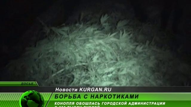 Конопля обошлась курганской Администрации в 300 тысяч рублей смотреть онлайн